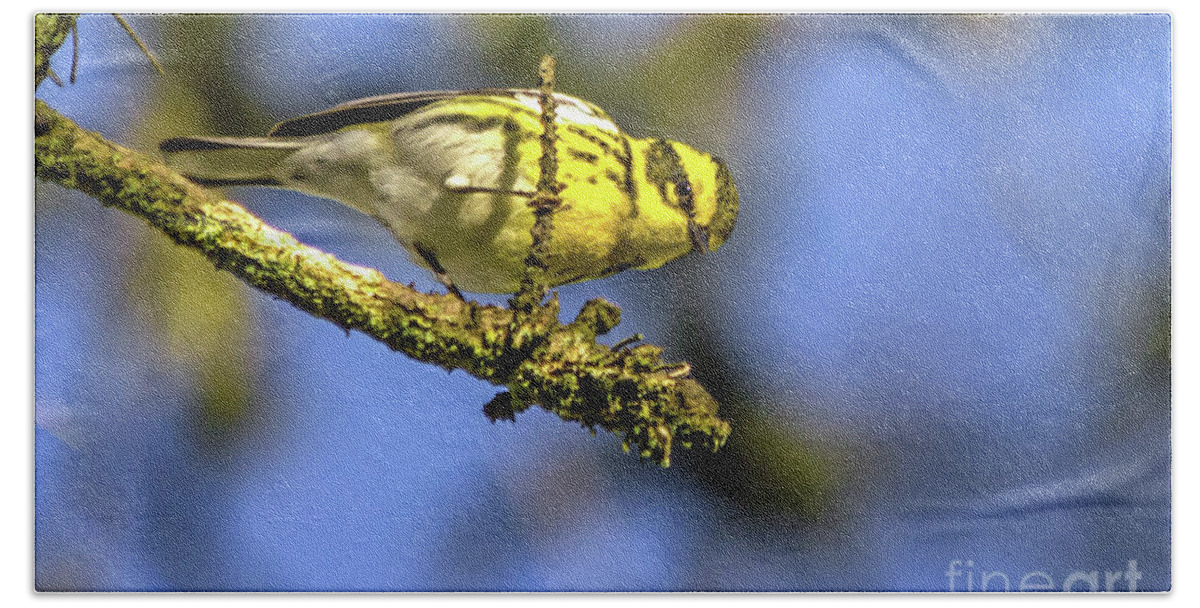 Townsend's Warbler Bath Towel featuring the photograph Townsend's Overhead by Kate Brown
