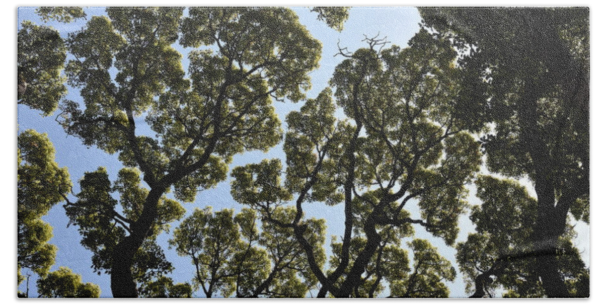 Trees Bath Towel featuring the photograph Tree Canopy by Ben Foster