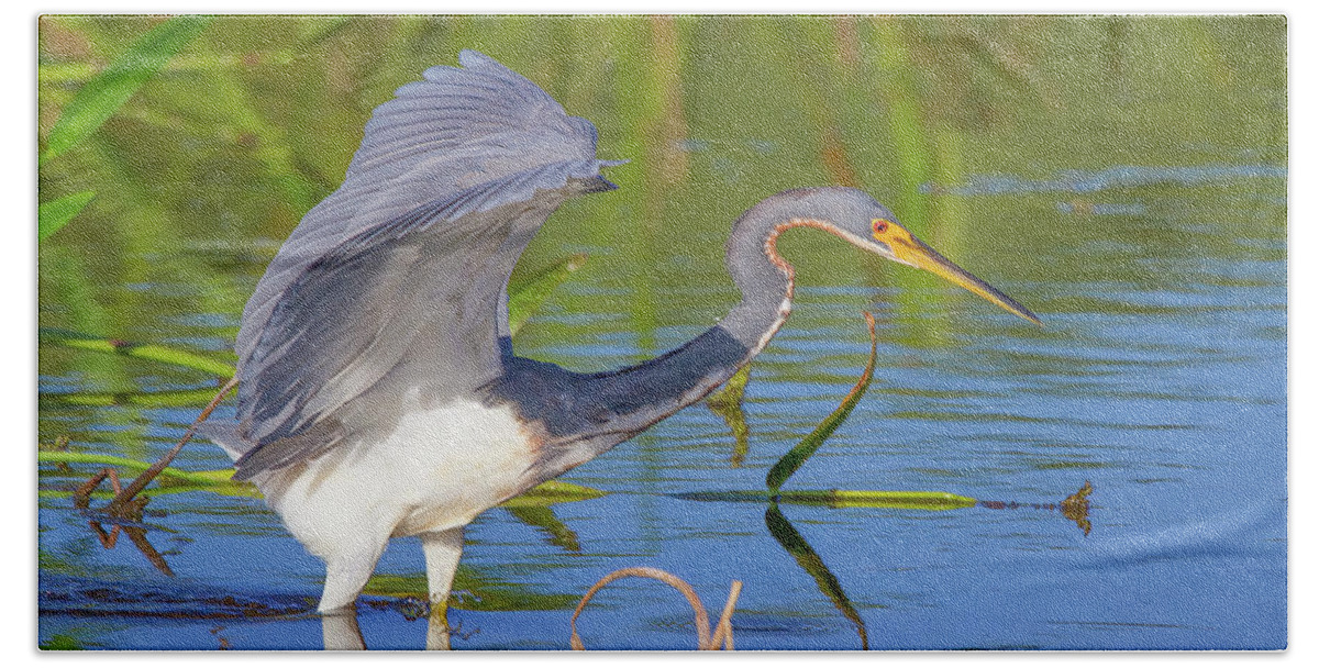 Bird Bath Towel featuring the photograph Tricolored Heron at Sunset by Mark Andrew Thomas