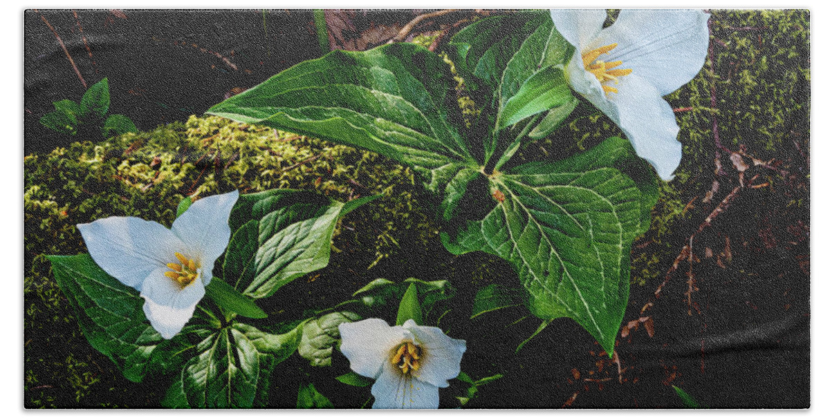 Flowers Bath Towel featuring the photograph Trillium Three by Claude Dalley