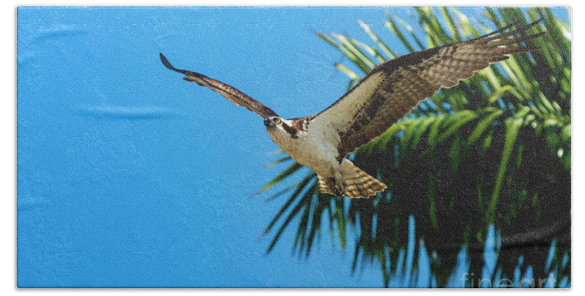 Bird Bath Towel featuring the photograph Tropical Flight by Quinn Sedam