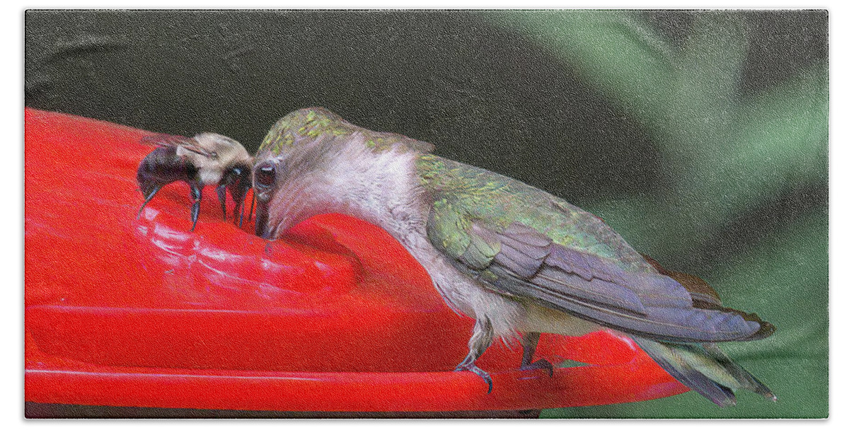 Hummingbirds Bath Towel featuring the photograph Truce by Norman Peay