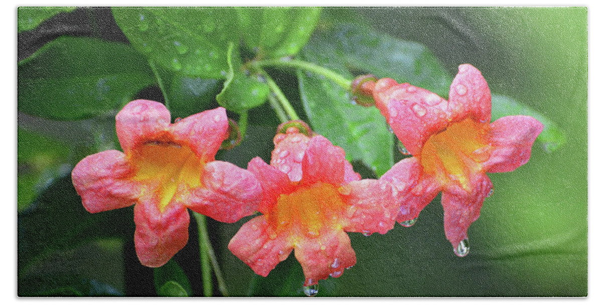 Trumpet Vine Hand Towel featuring the photograph Trumpet Vine Flowers by Jerry Griffin