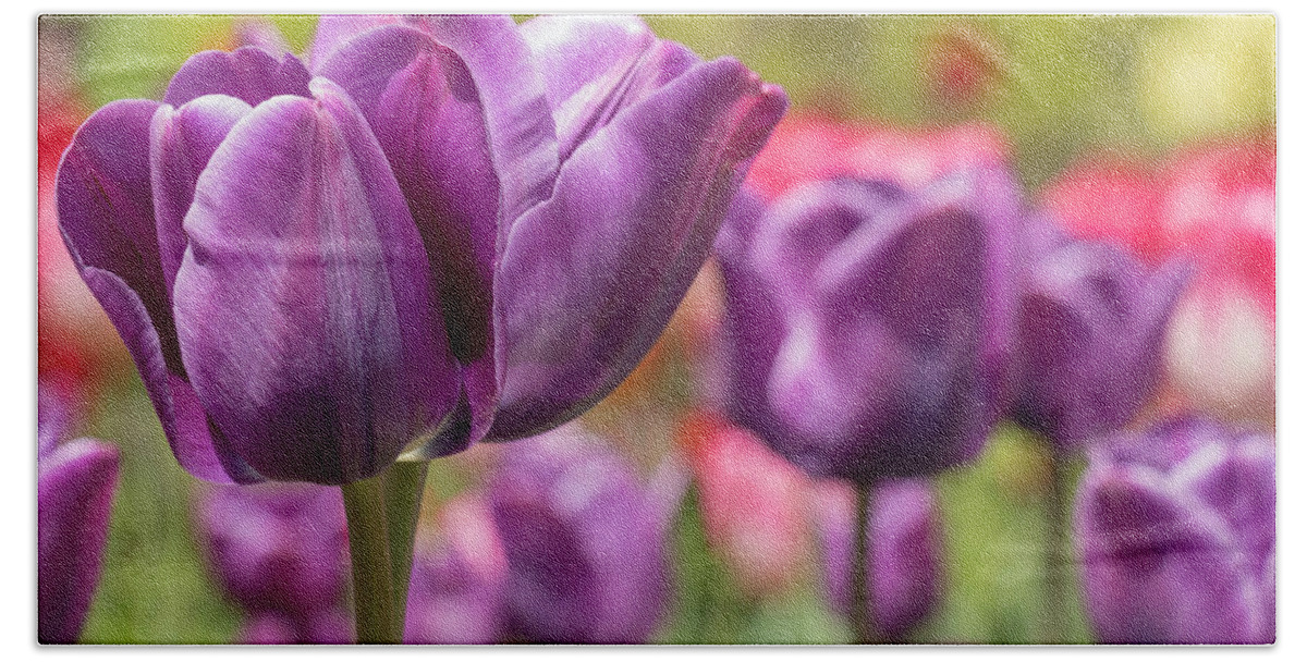 Flower Hand Towel featuring the photograph Tulip Passionale by Dawn Cavalieri