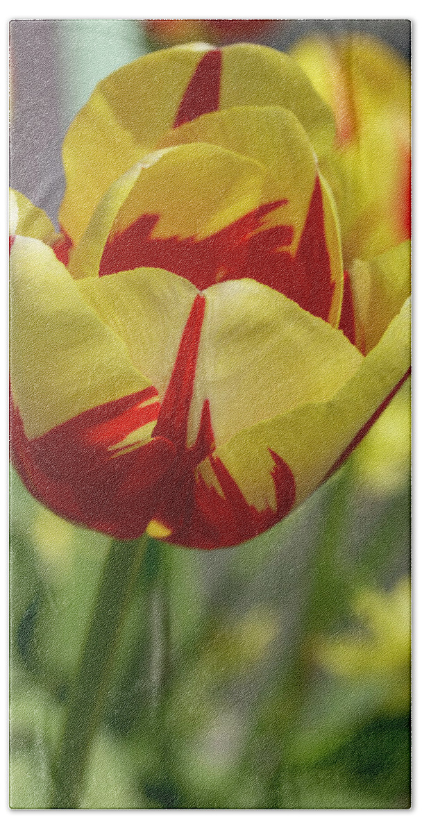 Tulips Hand Towel featuring the photograph Tulip World Expression by Dawn Cavalieri