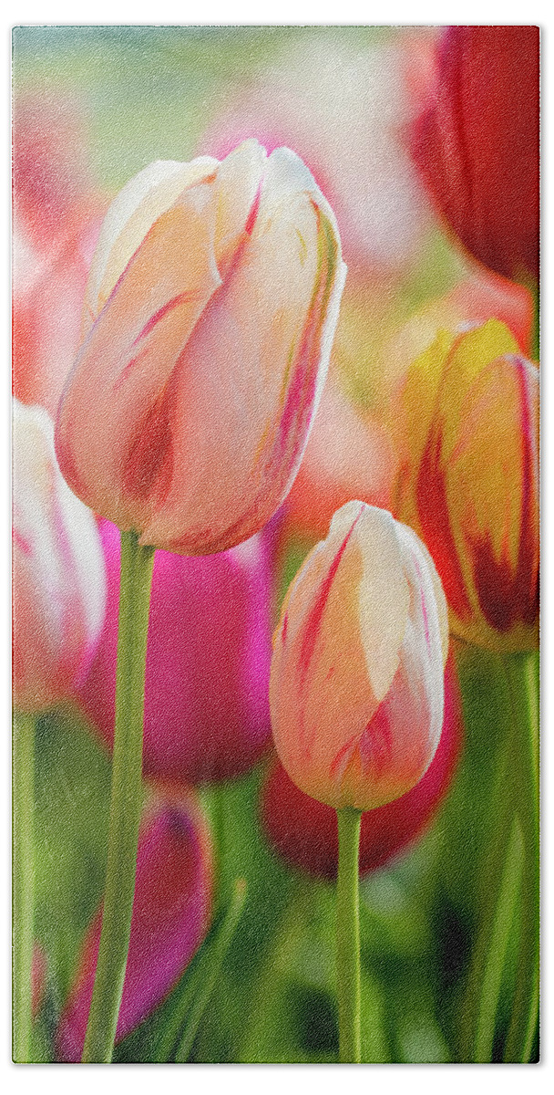 Tulips Bath Towel featuring the photograph Tulips bathed in sunlight  by Jack Clutter