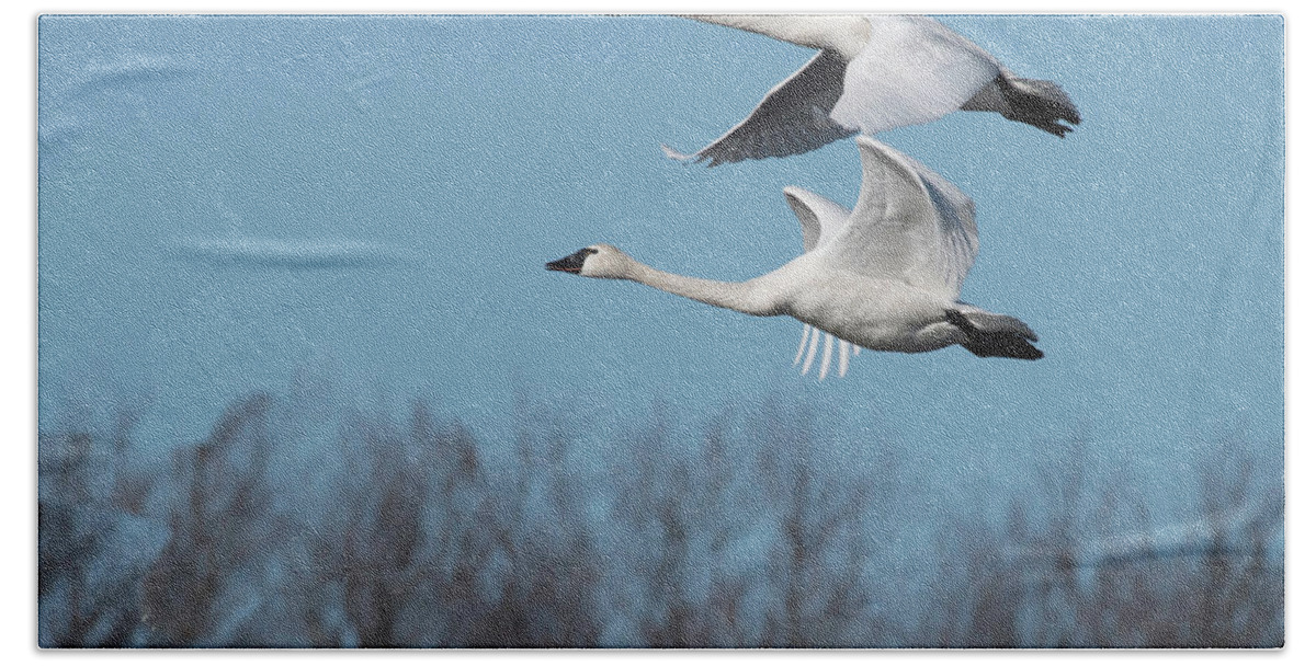 Birds Bath Towel featuring the photograph Tundra Swan Duo by Donald Brown
