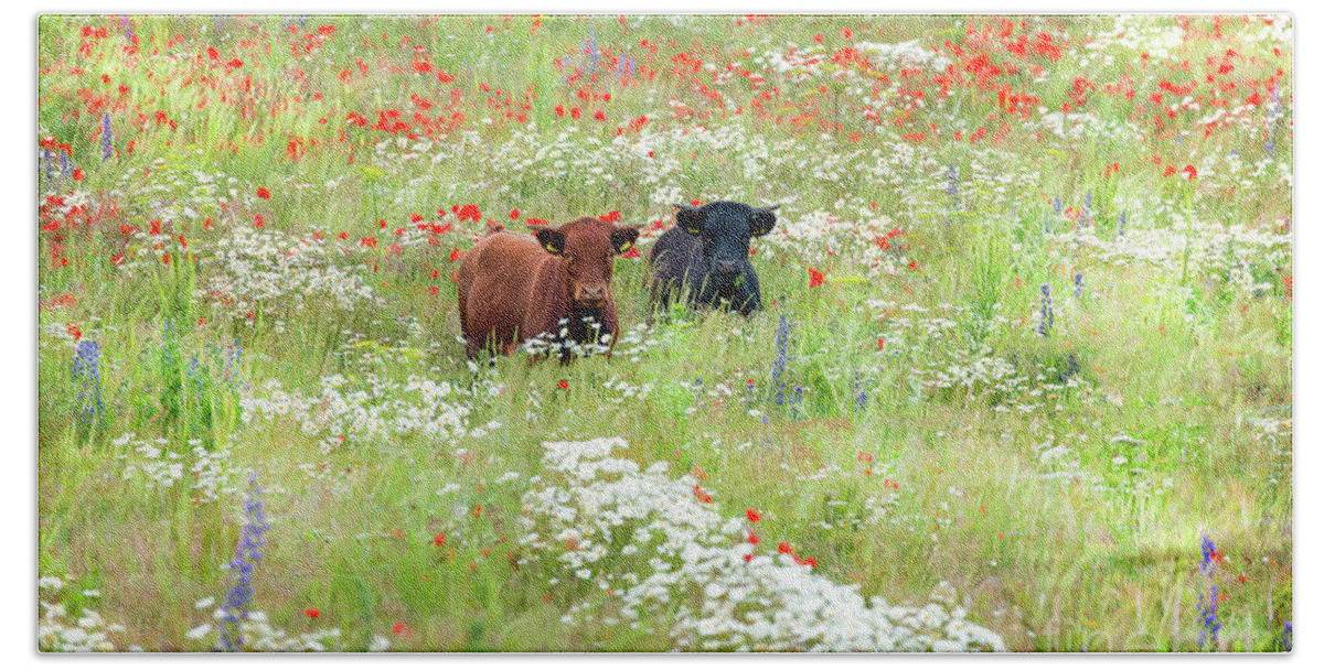 Cows Bath Towel featuring the photograph Two Norfolk cows in wild flower meadow by Simon Bratt