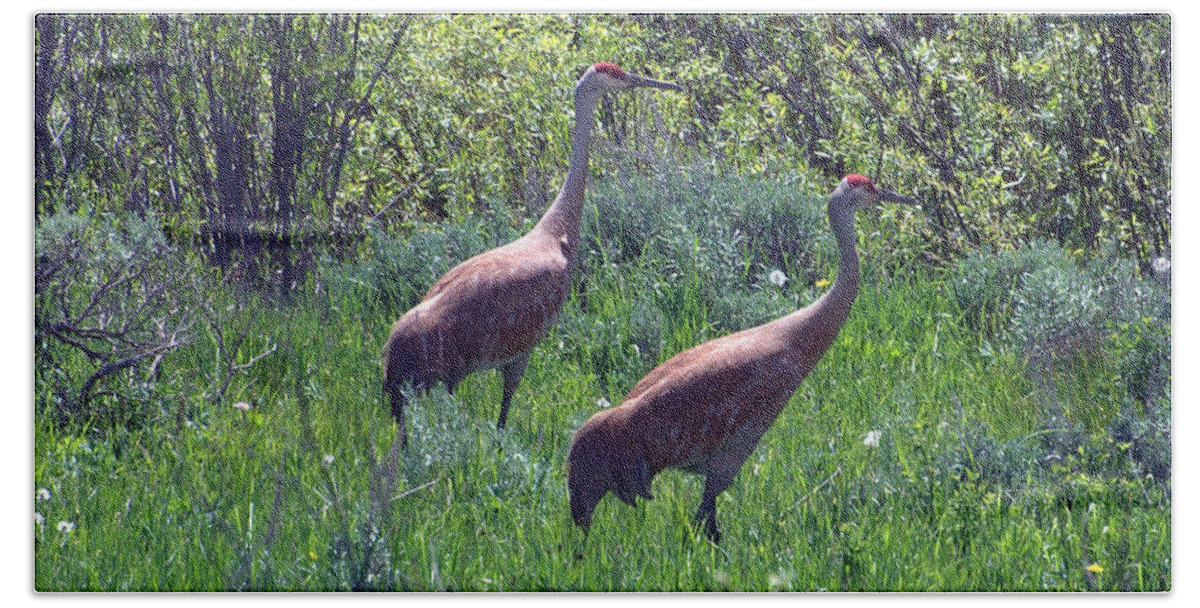 Sandhill Crane Hand Towel featuring the photograph Two of a Kind by Dorrene BrownButterfield