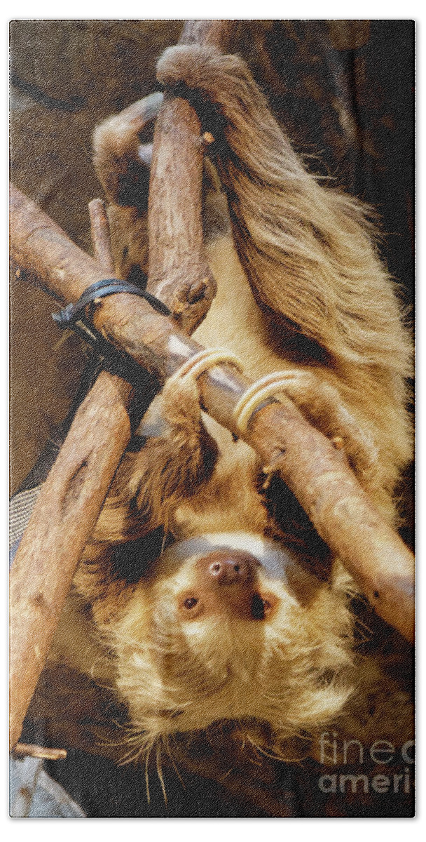 Sloth Bath Towel featuring the photograph Two Toed Sloth by Natural Focal Point Photography