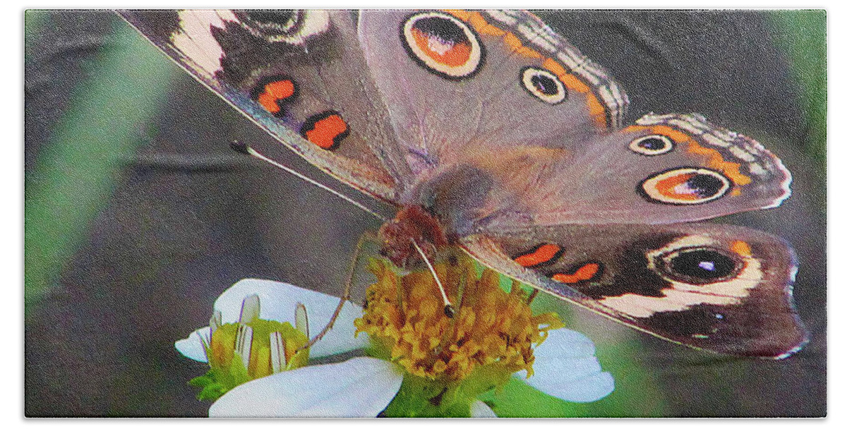 Butterfly Bath Towel featuring the photograph Uncommon Buckeye by Michael Allard