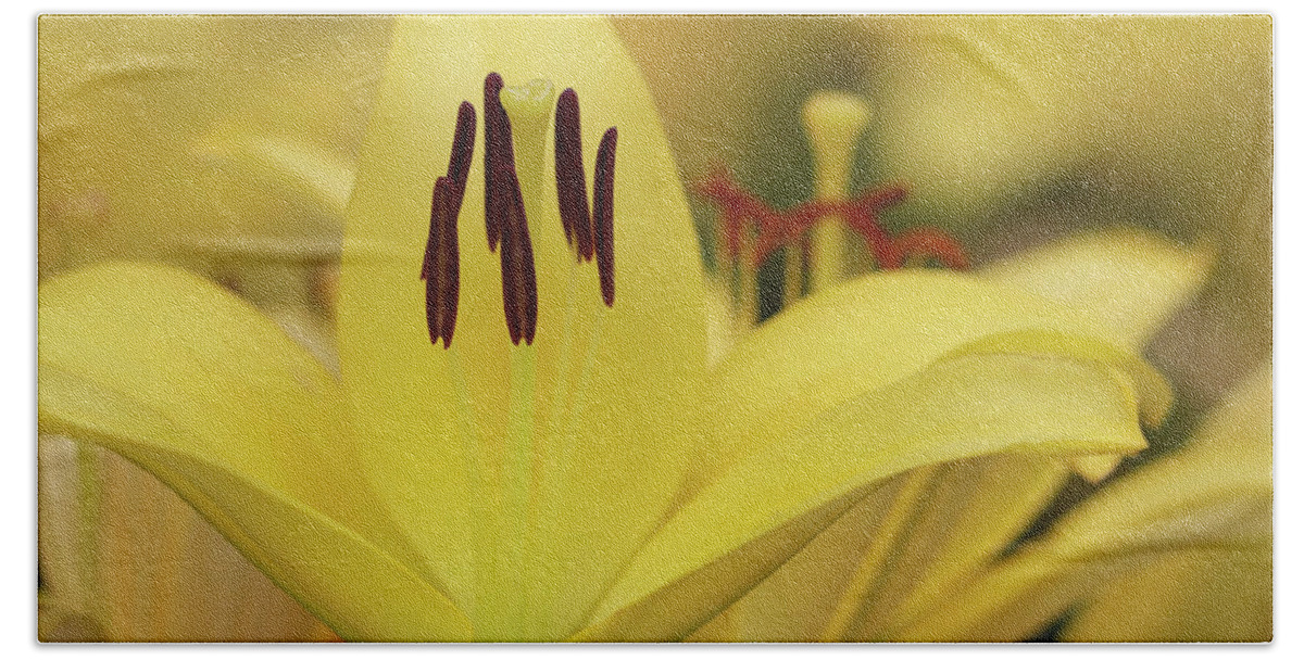 Day Lily Hand Towel featuring the photograph Upstanding Elegance by Mary Anne Delgado