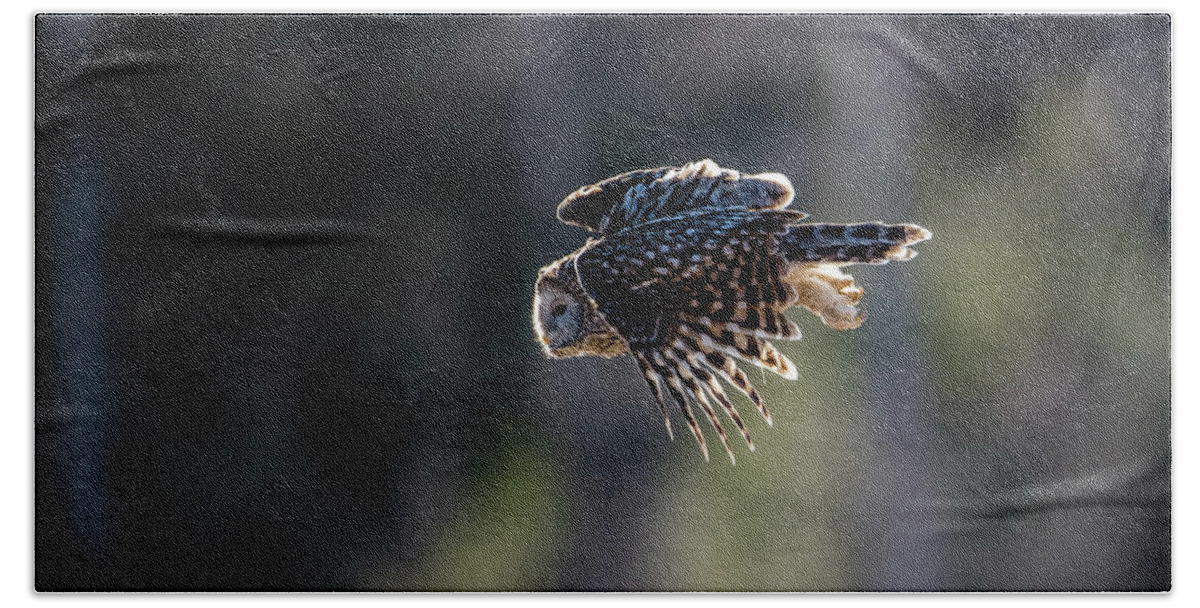 Ural Owl Hand Towel featuring the photograph Ural owl flying against the light to catch a prey by Torbjorn Swenelius