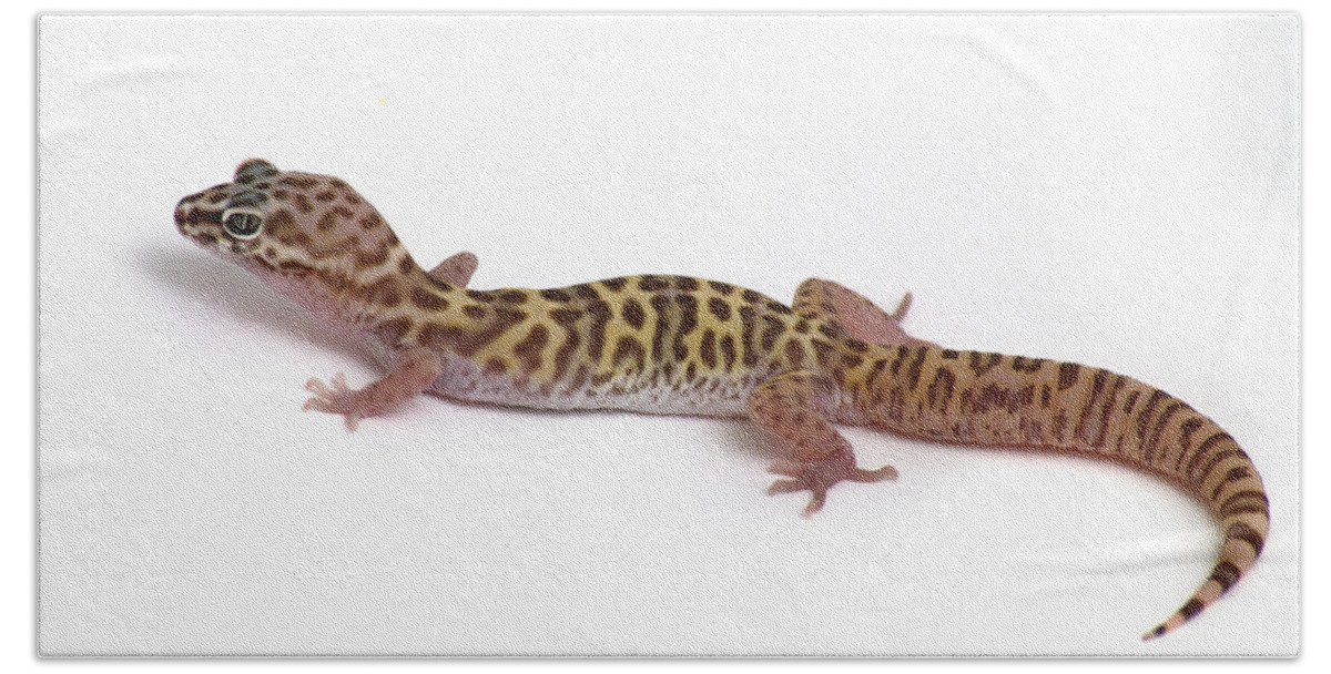 Gecko Bath Towel featuring the photograph Utah Banded Gecko Coleonyx variegatus by Nathan Abbott