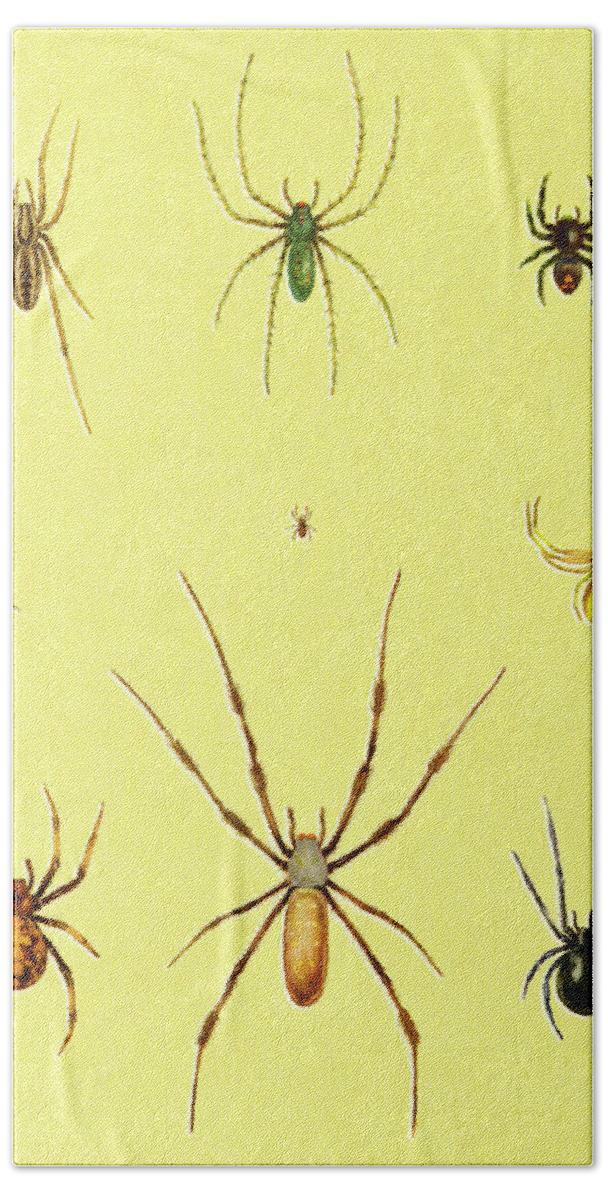 Campy Hand Towel featuring the drawing Variety of Spiders by CSA Images