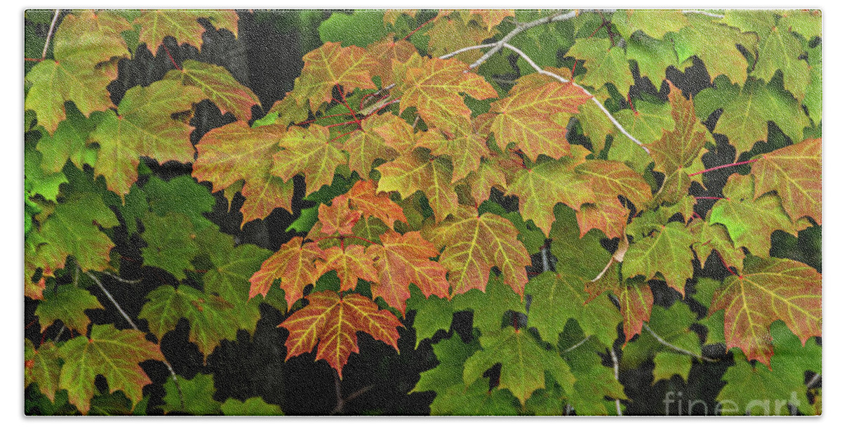 Michigan Bath Towel featuring the photograph Various Stages of Fall Color on Maple Leaves by Sue Smith