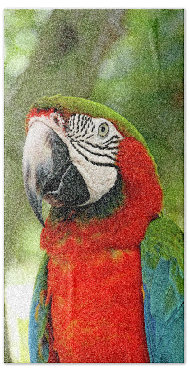 Macaw Bath Towel featuring the photograph Vibrant Macaw by Debbie Oppermann