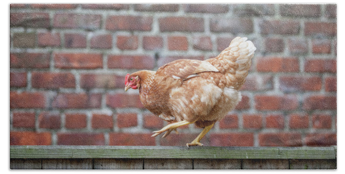 Anita Nicholson Bath Towel featuring the photograph Walk the Line - Chicken walking along a wooden fence by Anita Nicholson