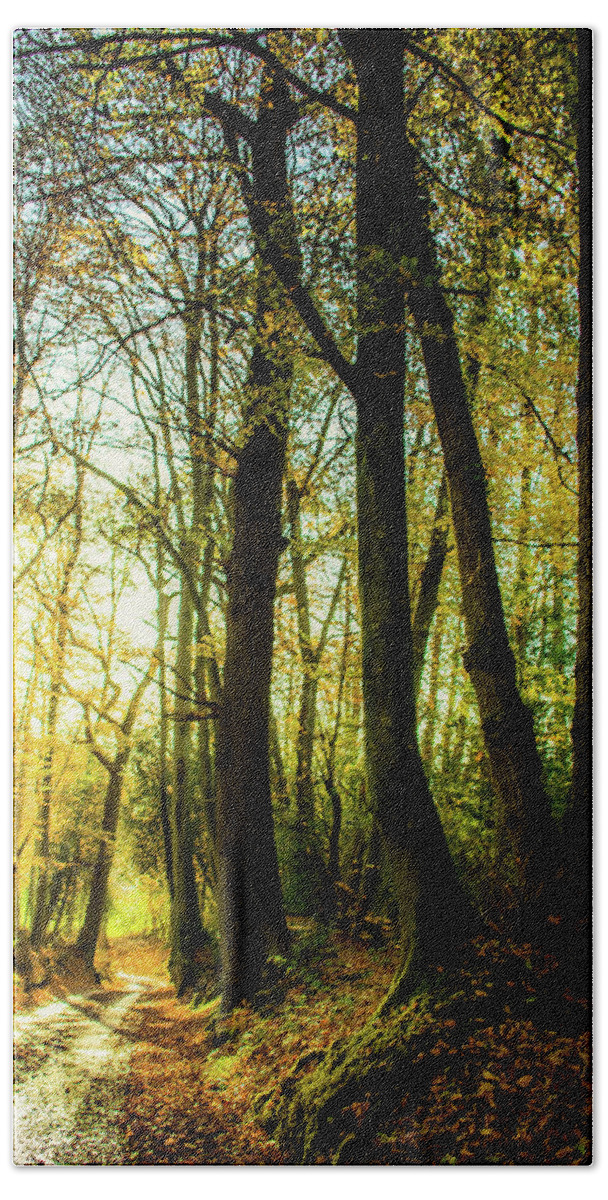 Tree Hand Towel featuring the photograph Walking with Trees by Christopher Maxum