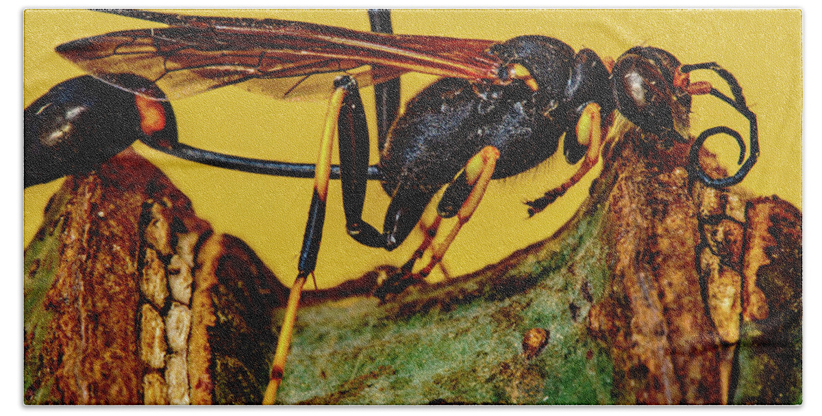 Hawaii Hand Towel featuring the photograph Wasp just had Enough by John Bauer
