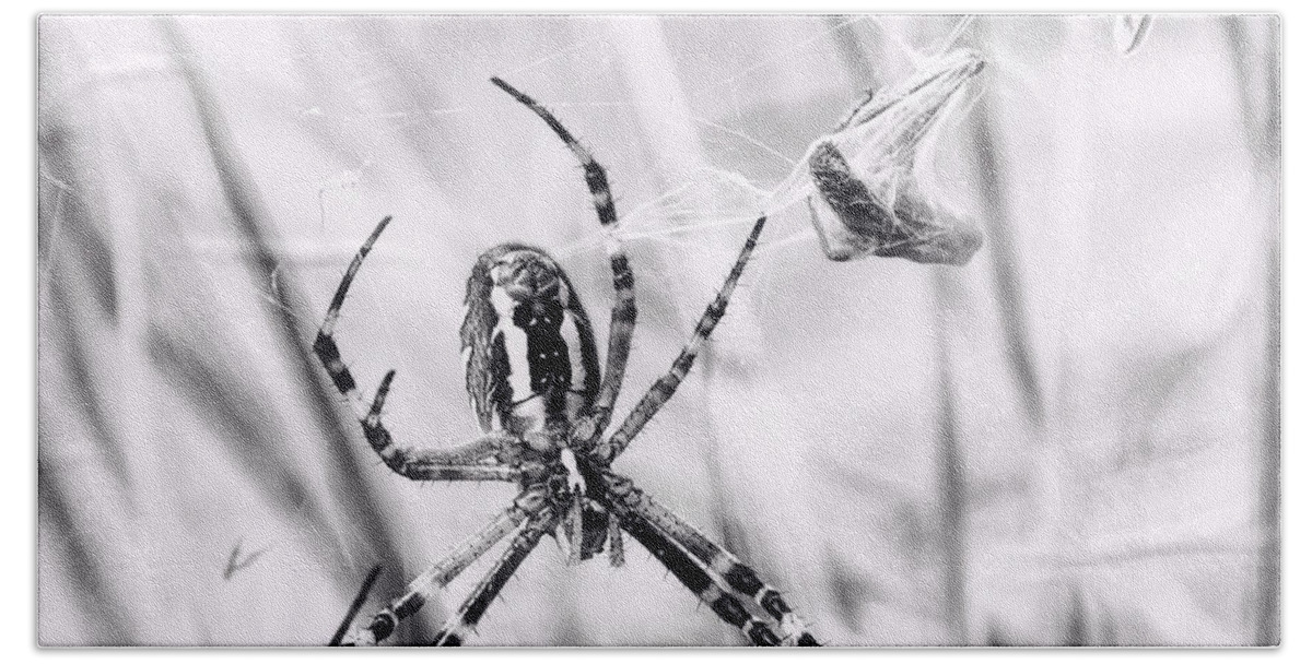 Argiope Bruennichi Bath Towel featuring the photograph Wasp Spider In Action by Jaroslav Buna