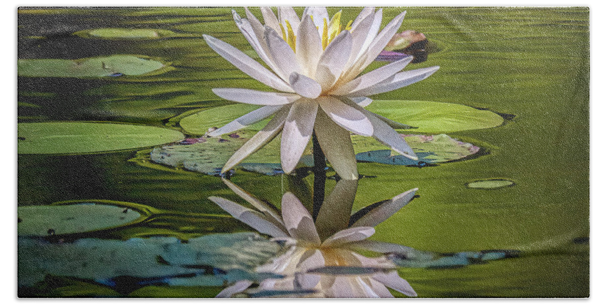 Floral Bath Towel featuring the photograph Water Lily In Bloom by JASawyer Imaging