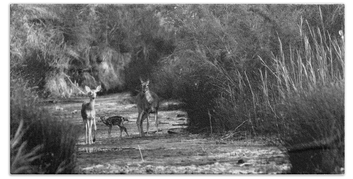 Richard E. Porter Hand Towel featuring the photograph Watering Hole - Deer, Palo Duro Canyon State Park, Texas by Richard Porter