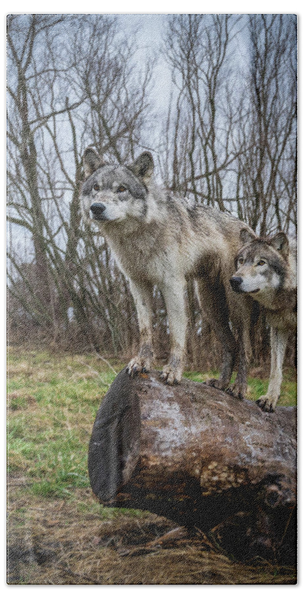 Wolves Wolf Bath Towel featuring the photograph What Ya Looking At by Laura Hedien