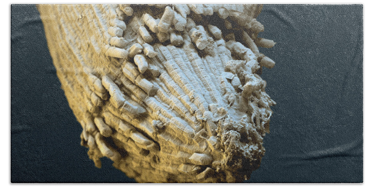 Aestivum Bath Towel featuring the photograph Wheat Grain by Meckes/ottawa