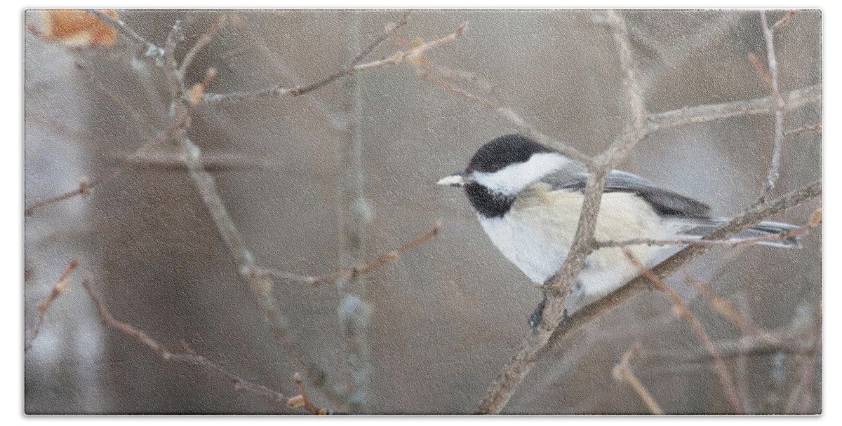 Black Capped Chickadee Bath Towel featuring the photograph Where Should I Put This Seed? by Susan Rissi Tregoning