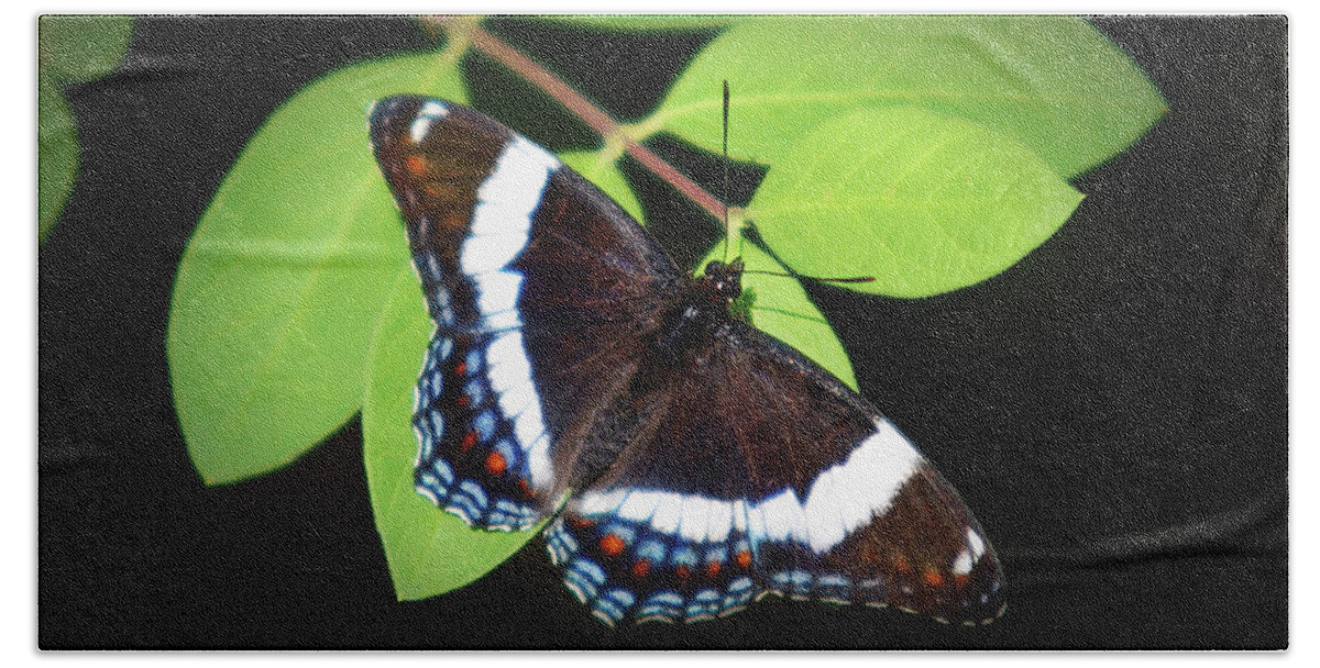 Butterfly Bath Towel featuring the photograph White Admiral Butterfly by Christina Rollo