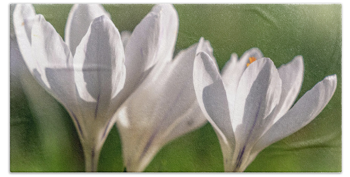 Spring Bath Towel featuring the photograph White Crocus by Framing Places