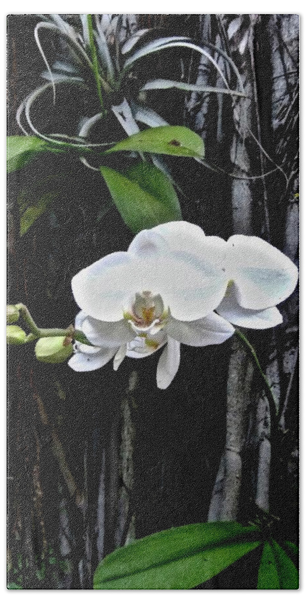 White Orchid Hand Towel featuring the photograph White Orchid by Kathy Chism