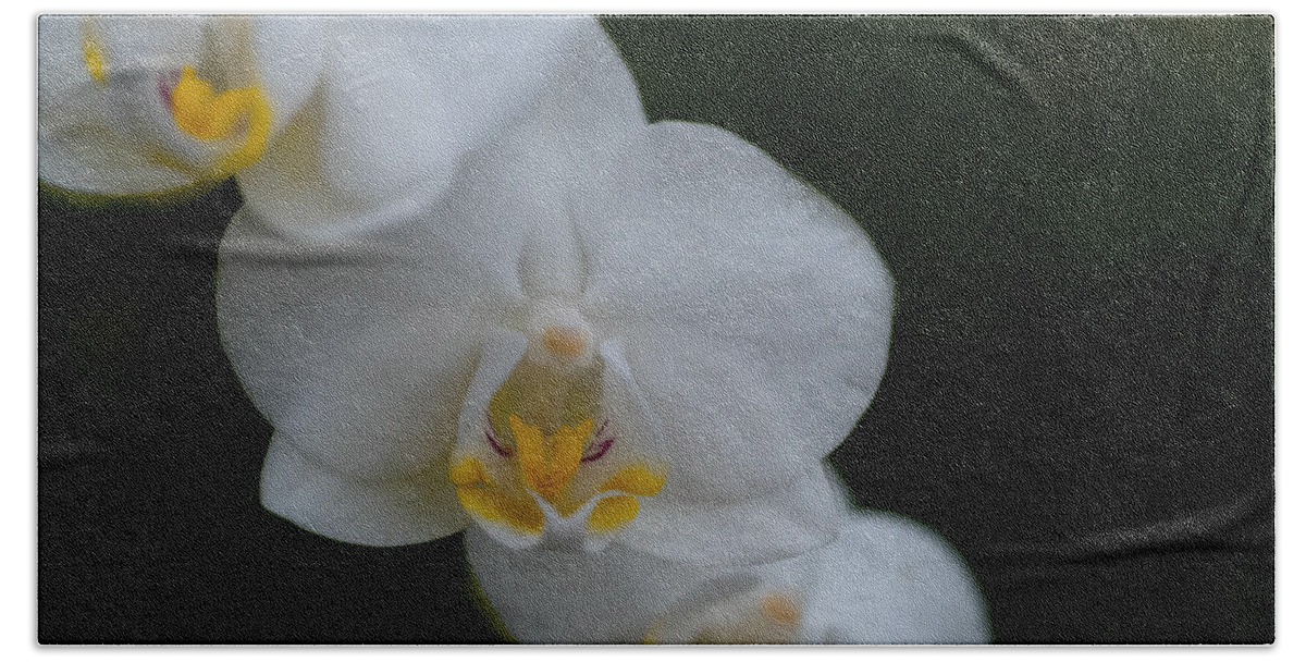 Tropical Hand Towel featuring the photograph White Orchid by Roberta Kayne