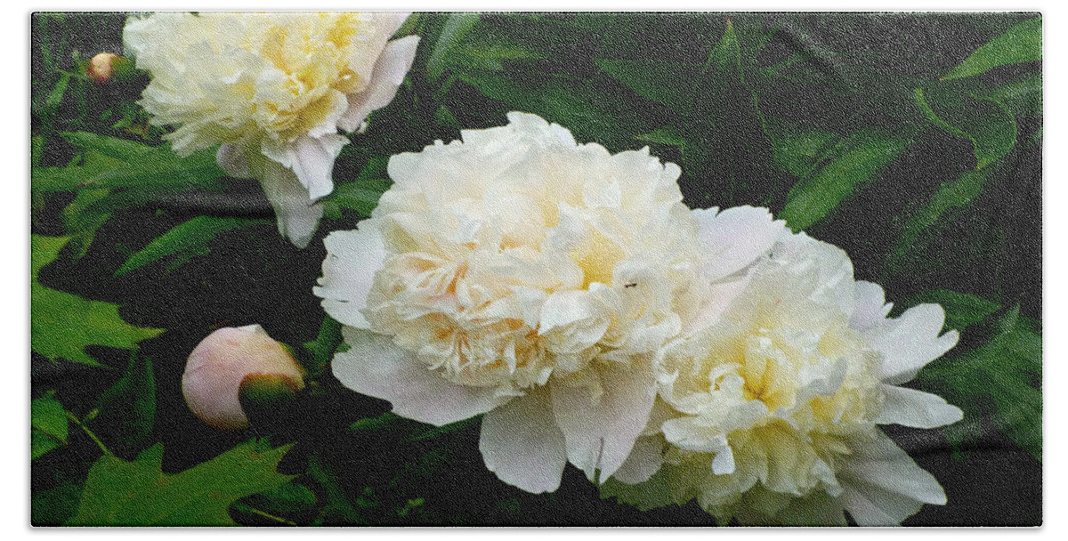 White Peonies Bath Towel featuring the photograph White Peony Trio by Mike McBrayer