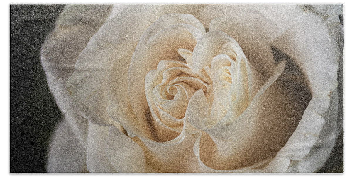 White Rose Bath Towel featuring the photograph White Rose by Cindi Ressler