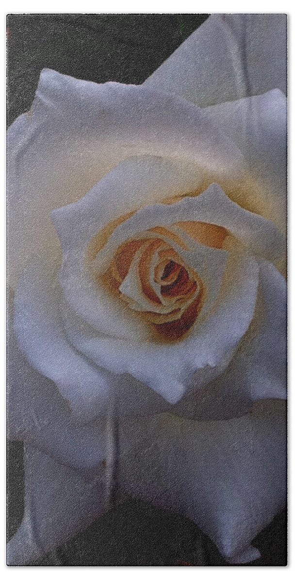Art Hand Towel featuring the photograph White Rose by Jeff Iverson