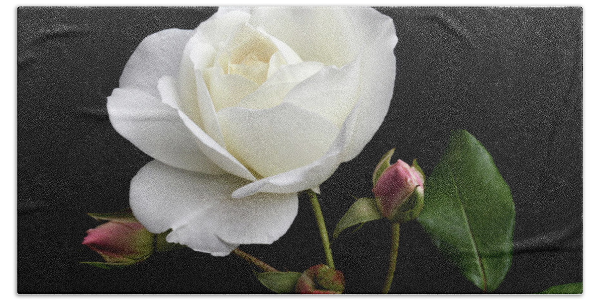 White Rose Bath Towel featuring the photograph White Rose With Buds by Terence Davis