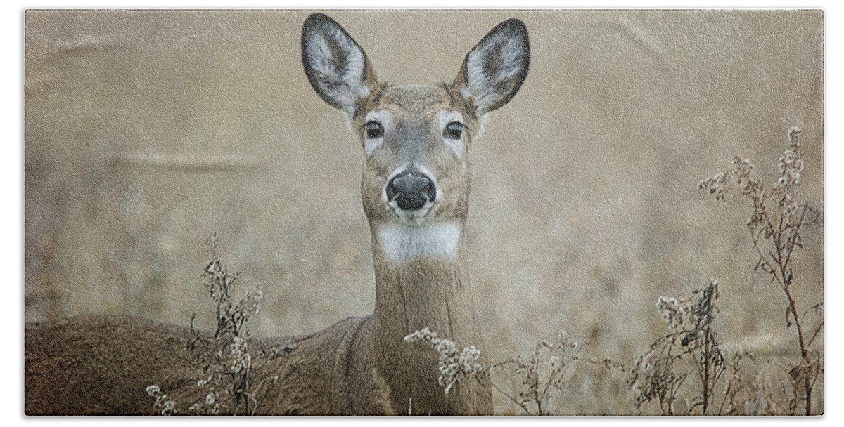 White Tail Deer 3 Bath Towel featuring the photograph White Tail Deer 3 by Susan McMenamin