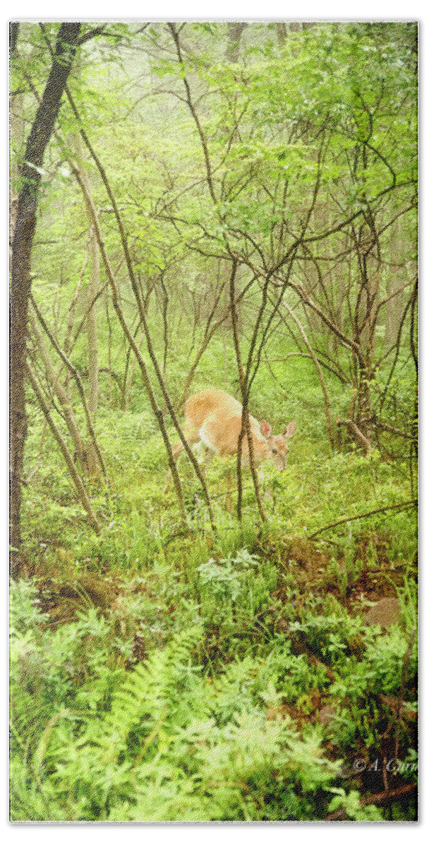 White-tailed Deer Bath Towel featuring the photograph White-tailed Deer in a Misty, Pennsylvania Forest by A Macarthur Gurmankin