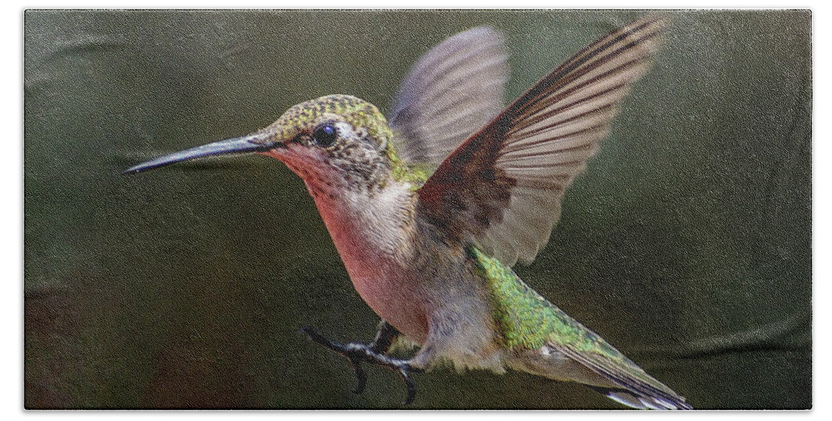 Hummer Bath Towel featuring the photograph Whoa - Juvenile Ruby-throated Hummingbird by Cindy Treger