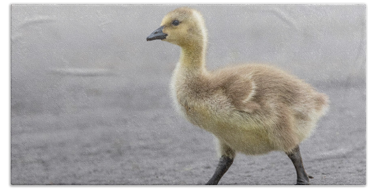 Photography Bath Towel featuring the photograph Why did the Gosling Cross the Road? by Alma Danison