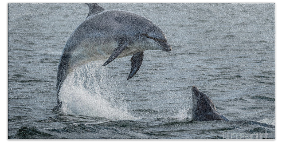 Animal Bath Towel featuring the photograph Wild Bottlenose Dolphins At Inverness Moray Firth In Scotland by Andreas Berthold