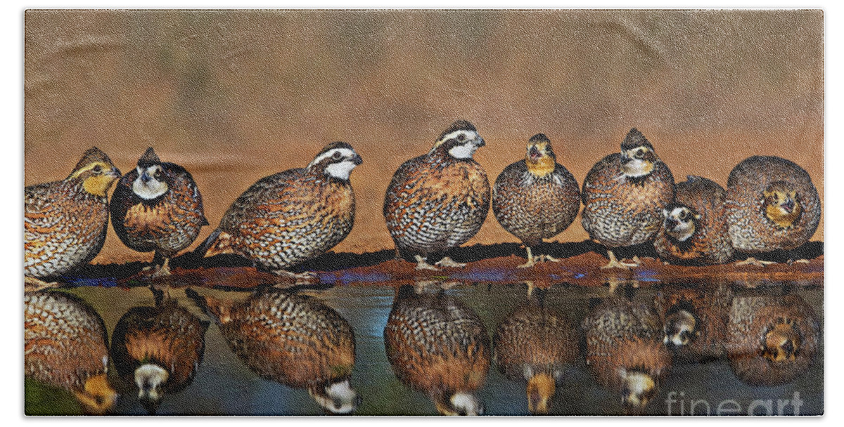 Dave Welling Bath Towel featuring the photograph Wild Northern Bobwhite Colinas Virginianus Texas by Dave Welling