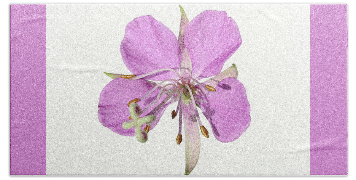 Close Up Hand Towel featuring the photograph wildflowers pink fireweed Epilobium angustifolium by Robert C Paulson Jr
