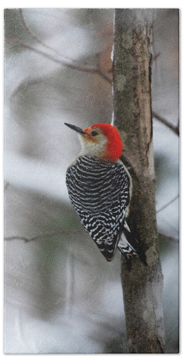 Red Bellied Woodpecker Hand Towel featuring the photograph Winter Visitor by Sonja Jones