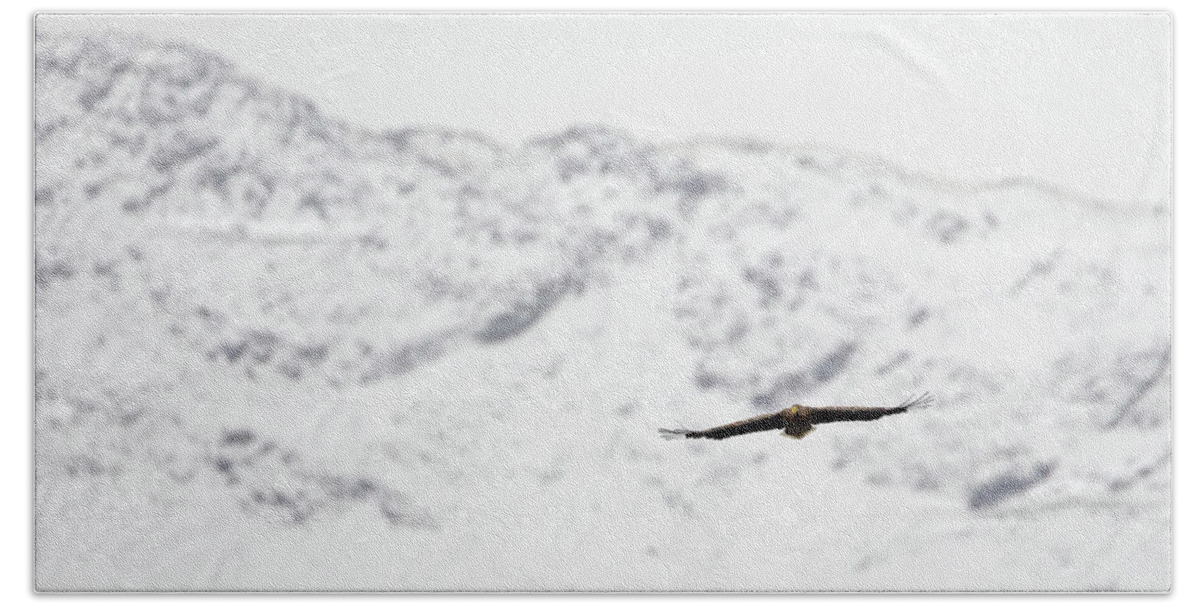 White Bath Towel featuring the photograph Winter White-Tailed Eagle by Pete Walkden