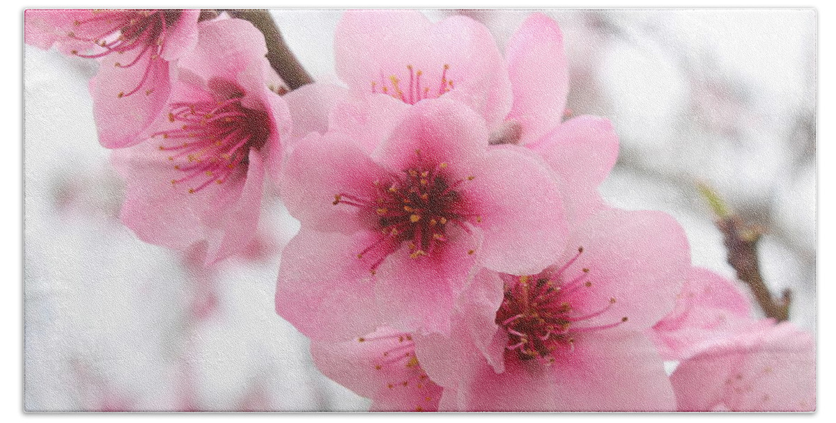 Wonderful close-up of blooming cherry blossom pink flowers, with blurry  background. by Ana Fidalgo
