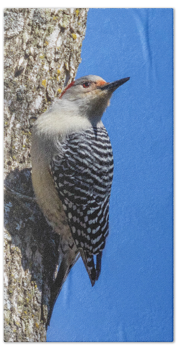 Woodpecker Hand Towel featuring the photograph Woodpecker by Allin Sorenson