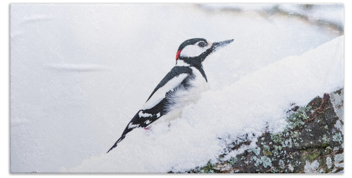 Woodpecker On Snow Bath Towel featuring the photograph Woodpecker on a snowy branch by Torbjorn Swenelius